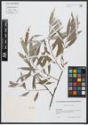 Foto von Salix alba subsp. alba L.